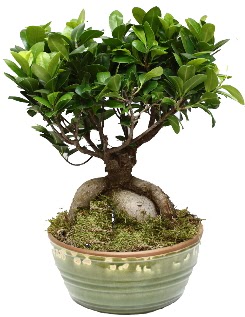 Japon a�ac� bonsai saks� bitkisi  Ankara 14 �ubat �nternetten �i�ek sipari�i 
