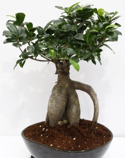 Japon a�ac� bonsai saks� bitkisi  Ankara 14 �ubat �i�ek yolla �i�ek�i 