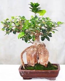 Japon a�ac� bonsai saks� bitkisi  Ankara 14 �ubat ucuz �i�ek g�nder 