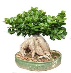 Japon a�ac� bonsai saks� bitkisi  Ankara 14 �ubat �i�ek g�nderme 