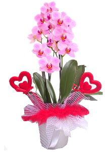 2 dall� mor orkide 2 kalp �ubuk  Ankara 14 �ubat sevgilime hediye �i�ek yolla 