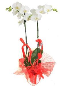 2 dall beyaz orkide bitkisi  Ankara 14 ubat uluslararas iek gnderme 