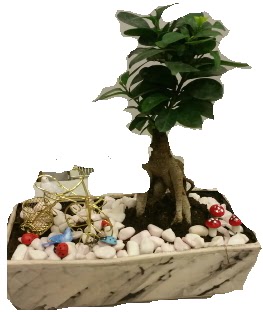 Japon aac bonsai sat  Ankara 14 ubat anneler gn iek yolla 