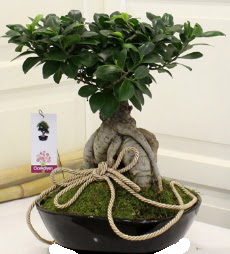 Japon a�ac� bonsai sat���  Ankara 14 �ubat �i�ek servisi , �i�ek�i adresleri 