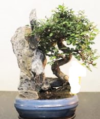 Japon aac bonsai saks bitkisi sat  Ankara 14 ubat internetten iek sat 