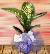 Orta boy Tropik saks bitkisi orta boy 65 cm  Ankara 14 ubat iek servisi , ieki adresleri 