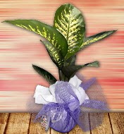 Orta boy Tropik saks� bitkisi orta boy 65 cm  Ankara 14 �ubat �i�ek servisi , �i�ek�i adresleri 