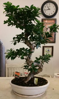 100 cm yksekliinde dev bonsai japon aac  Ankara 14 ubat nternetten iek siparii 