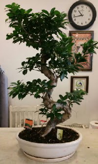 100 cm y�ksekli�inde dev bonsai japon a�ac�  Ankara 14 �ubat �nternetten �i�ek sipari�i 