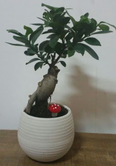 Bonsai japon a�ac� saks� �i�e�i  Ankara 14 �ubat �i�ek g�nderme sitemiz g�venlidir 