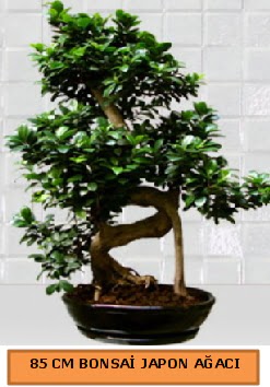 85 CM Japon a�ac� Bonsai saks� bitkisi  Ankara 14 �ubat ucuz �i�ek g�nder 