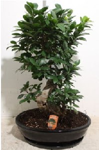 75 CM Ginseng bonsai Japon a�ac�  Ankara 14 �ubat sevgilime hediye �i�ek yolla 