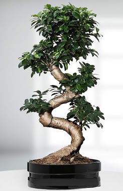 90 CM Japon A�ac� Bonsai saks� �i�e�i  Ankara 14 �ubat g�venli kaliteli h�zl� �i�ek 