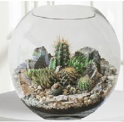Cam fanus Terrarium 5 kakt�s  Ankara 14 �ubat �i�ek ma�azas� , �i�ek�i adresleri 
