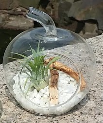Elma k���k boy terrarium 1 kakt�s  Ankara 14 �ubat �i�ek�i ma�azas� 