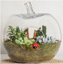Elma terrarium orta boy 4 kakt�s  Ankara 14 �ubat �i�ek sipari�i sitesi 