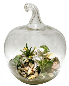 Orta boy elma terrarium 5 kakt�s  Ankara 14 �ubat cicek , cicekci 
