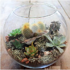 Cam fanusta 7 kakt�sl� terrarium  Ankara 14 �ubat �i�ek�i ma�azas� 