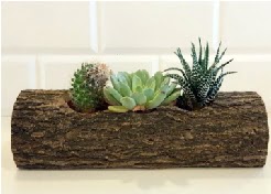Ah�ap k�t�k 3 kakt�s terrarium  Ankara 14 �ubat sevgilime hediye �i�ek yolla 