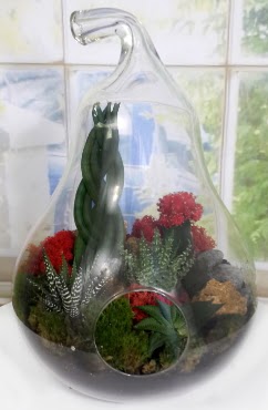 5 adet kakt�s orta boy armut terrarium  Ankara 14 �ubat �i�ek sipari�i sitesi 
