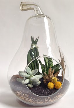 Orta boy armut 5 kakt�s terrarium  Ankara 14 �ubat ucuz �i�ek g�nder 