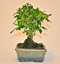 Zelco bonsai saks bitkisi  Ankara 14 ubat iek servisi , ieki adresleri 