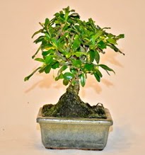 Zelco bonsai saks� bitkisi  Ankara 14 �ubat �i�ek servisi , �i�ek�i adresleri 