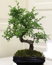 Bonsai saks� �i�e�i  Ankara 14 �ubat 14 �ubat sevgililer g�n� �i�ek 