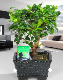 Bonsai japon a�ac� saks� bitkisi  Ankara 14 �ubat sevgililer g�n� �i�ek sat��� 