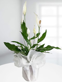 Spathiphyllum �i�e�i Bar�� �i�e�i  Ankara 14 �ubat anneler g�n� �i�ek yolla  
