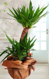 2 li yucca saks� �i�ek bitkisi  Ankara 14 �ubat �i�ek sipari�i sitesi 