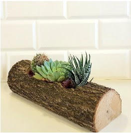 Do�al ah�ap k�t�k i�erisinde 3 kakt�s  Ankara 14 �ubat internetten �i�ek sipari�i 