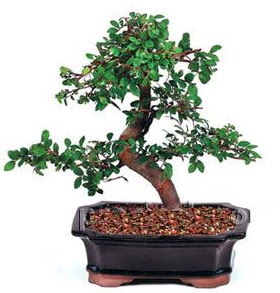 thal bonsai japon aac  Ankara 14 ubat iek siparii sitesi 