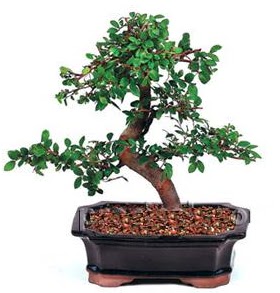 �thal bonsai japon a�ac�  Ankara 14 �ubat �i�ek sipari�i sitesi 