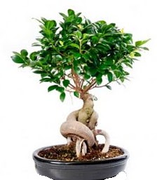 Bonsai japon a�ac� seramik i�inde  Ankara 14 �ubat �i�ek�iler 
