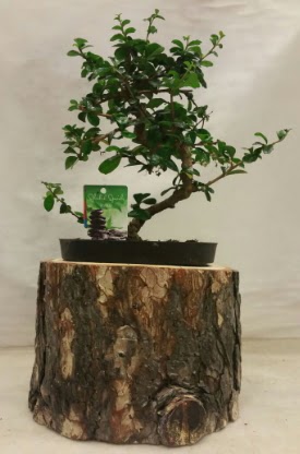 Doal ktk iinde bonsai japon aac  Ankara 14 ubat nternetten iek siparii 