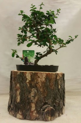 Do�al k�t�k i�inde bonsai japon a�ac�  Ankara 14 �ubat �nternetten �i�ek sipari�i 