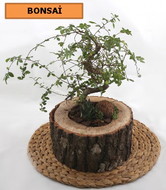 Do�al a�a� k�t�k i�erisinde bonsai bitkisi  Ankara 14 �ubat �i�ek g�nderme sitemiz g�venlidir 