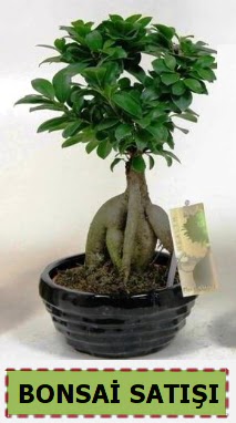 Bonsai japon a�ac� ginseng bonsai  Ankara 14 �ubat �i�ek ma�azas� , �i�ek�i adresleri 