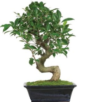 Bonsai saks� bitkisi japon a�ac�  Ankara 14 �ubat �i�ek sipari�i vermek 