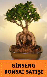 Ginseng bonsai sat japon aac  Ankara 14 ubat cicek , cicekci 