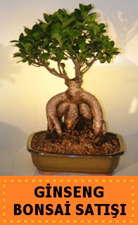 Ginseng bonsai sat��� japon a�ac�  Ankara 14 �ubat cicek , cicekci 
