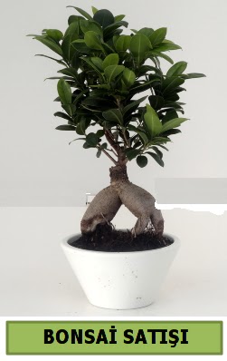 Bonsai japon a�ac� sat���  Ankara 14 �ubat �i�ek servisi , �i�ek�i adresleri 