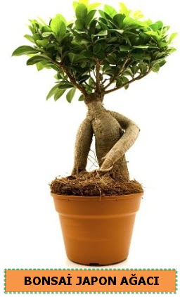 Bonsai japon a�ac� sat���  Ankara 14 �ubat �i�ek servisi , �i�ek�i adresleri 