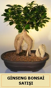 �thal Ginseng bonsai sat��� japon a�ac�  Ankara 14 �ubat �i�ek sipari�i sitesi 