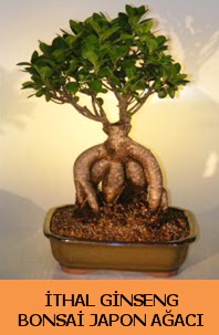 �thal japon a�ac� ginseng bonsai sat���  Ankara 14 �ubat �nternetten �i�ek sipari�i 