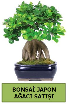 Bonsai japon a�ac� sat���  Ankara 14 �ubat sevgililer g�n� �i�ek sat��� 