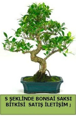 thal S eklinde dal erilii bonsai sat  Ankara 14 ubat iek gnderme 