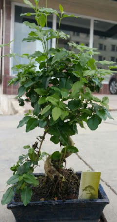 Bonsai japon a�ac� saks� bitkisi  Ankara 14 �ubat �i�ek sipari�i vermek 