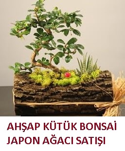 Ah�ap k�t�k i�erisinde bonsai ve 3 kakt�s  Ankara 14 �ubat �i�ek�i ma�azas� 